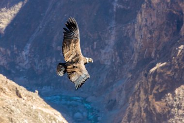 Condor Colca Kanyon üzerinden
