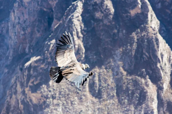 Condor over Colca canyon — Stock Photo, Image