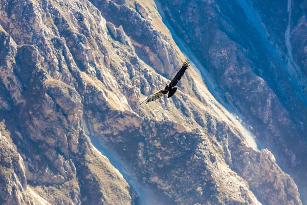 Condor Colca Kanyon üzerinden