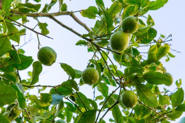 bitkilerde kavros Köyü