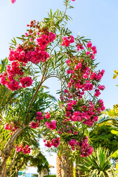 Pink flowers — Stock Photo, Image