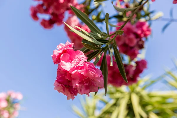 Rosa blommor — Stockfoto