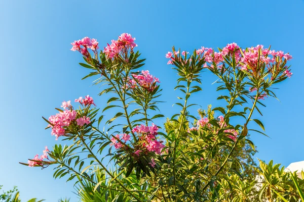 핑크 꽃 — 스톡 사진