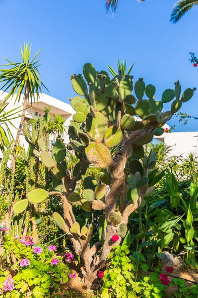 Plants in Kavros village — Stock Photo, Image