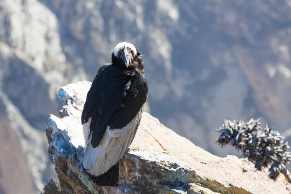 Cóndor en el cañón del Colca — Foto de Stock