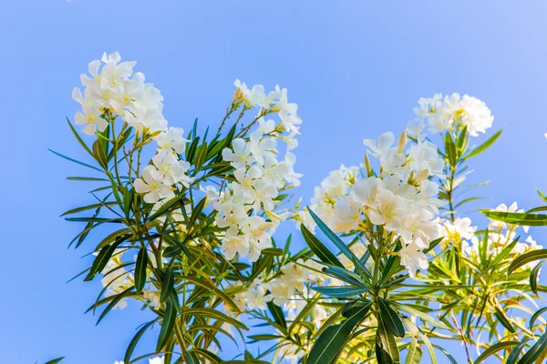 Witte bloem — Stockfoto