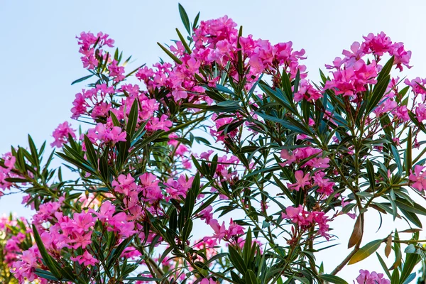 Rosa Blüten — Stockfoto