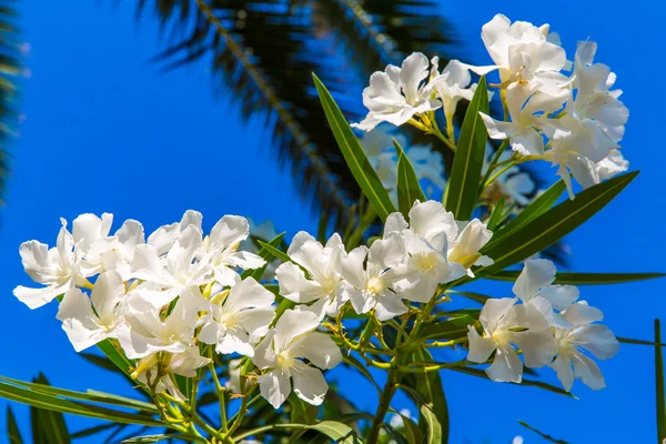 White flower — Stock Image White flower Stock Picture