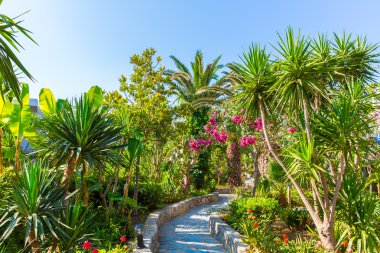 pembe çiçekler kavros Köyü, crete, Yunanistan.