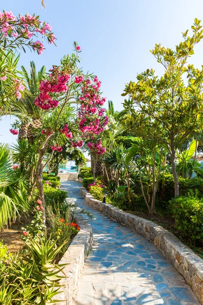 Roze bloemen in kavros village, Kreta, Griekenland. — Stockfoto