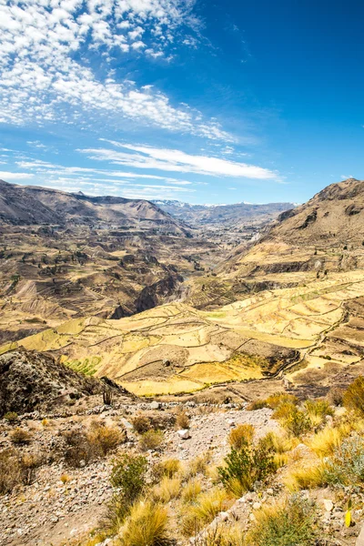 Colca canyon, peru, südamerika incas bauen landwirtschaftliche terrassen mit teich und klippe eine der tiefsten schluchten der welt — Stockfoto