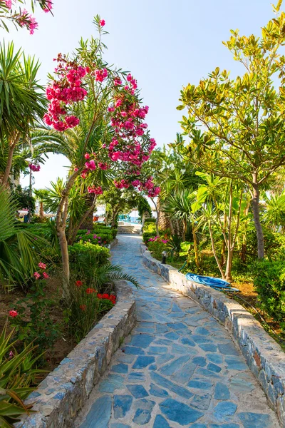 Roze bloemen in kavros village, Kreta, Griekenland. — Stockfoto