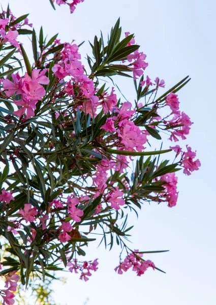 Rosa Blumen in Kavros Dorf, Beton, Griechenland. — Stockfoto