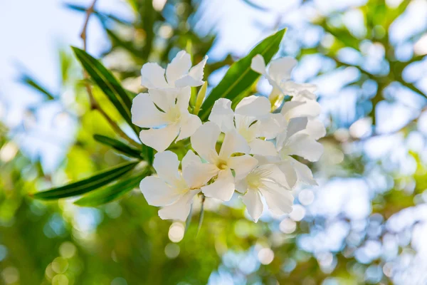 Beyaz çiçek Kavros Köyü, Crete, Yunanistan — Stok fotoğraf