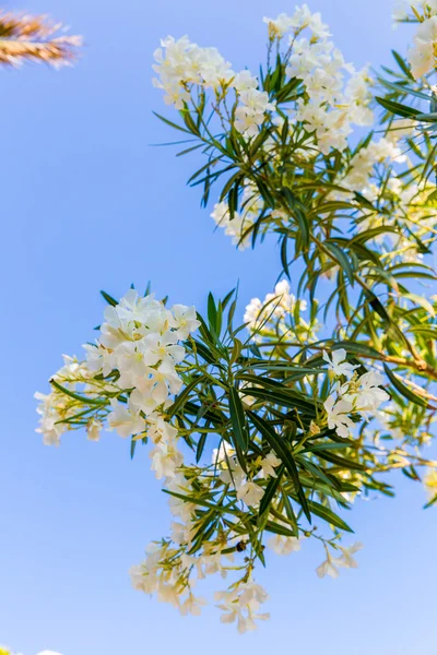 白色的花在罗斯村庄，希腊克里特岛 — 图库照片