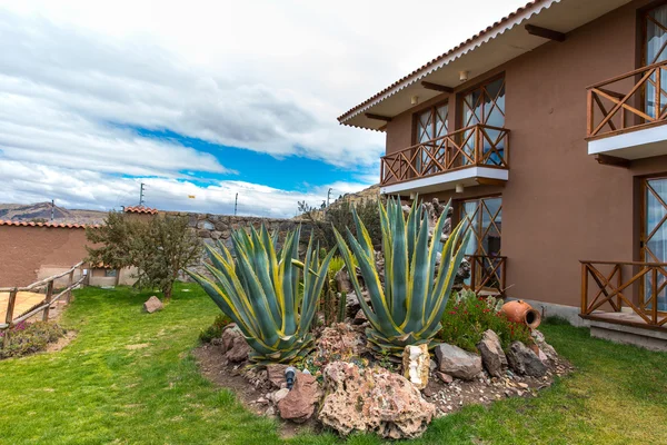 Casa com plantas decorativas — Fotografia de Stock