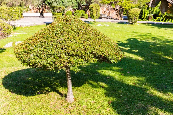 Tree on green grass — Stock Photo, Image