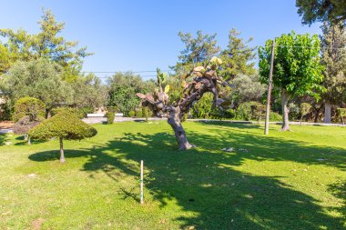 Yeşil doğa manzara