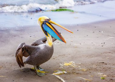 Pelikan ballestas Adaları, peru Güney Amerika'da paracas ulusal park.flora ve fauna üzerinde