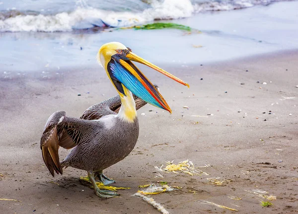 Pelican sulle Isole Ballestas, Perù Sudamerica nel Parco Nazionale di Paracas.Flora e fauna Foto Stock