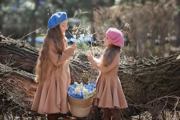 Two girls sisters kids walks through the forest in spring and collects the first spring flowers in basket . — Foto Stock