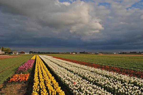 Lale Hollanda'nın bahar alanlarında