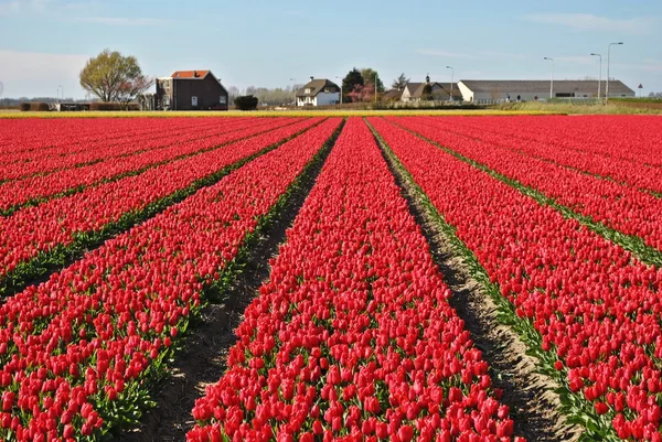 Tulips fields in the spring of The Netherlands — Stock Photo, Image