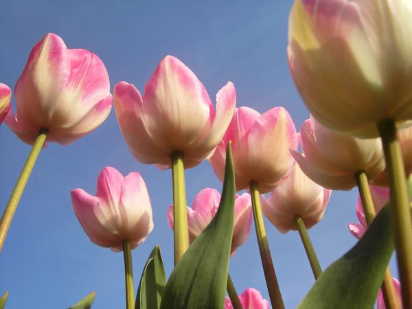 Lale Hollanda'nın bahar