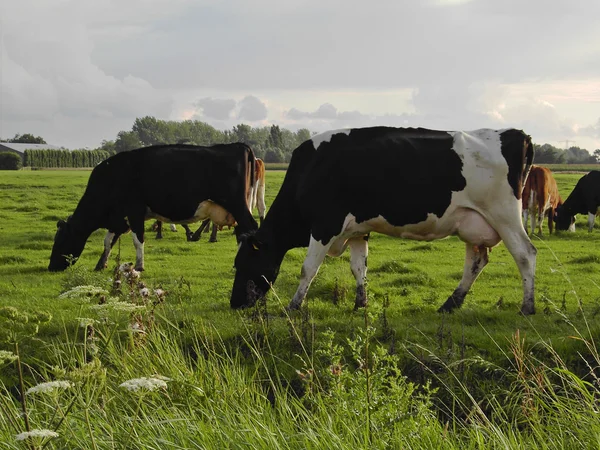 İnekler çayırda Hollanda