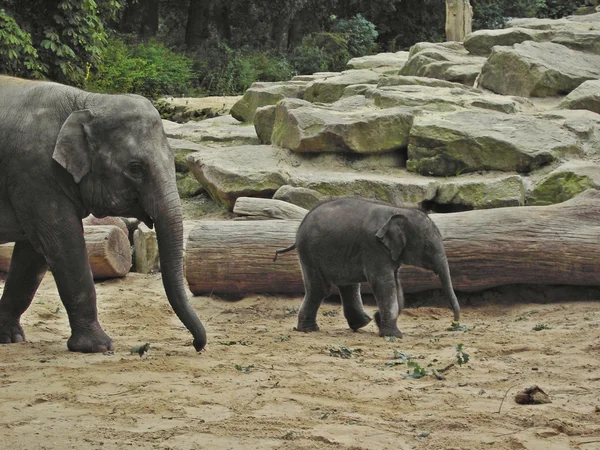 Filler anne ve bebek Hollanda