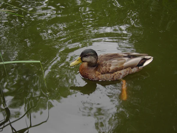 Hollanda suda ördek