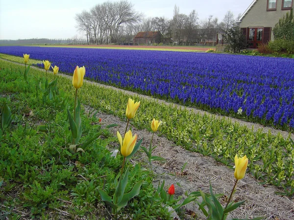 Bahar Hollanda Lale ve sümbül alanları