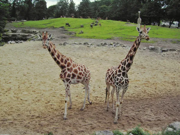 Zürafalar Hollanda'da bir hayvanat bahçesi