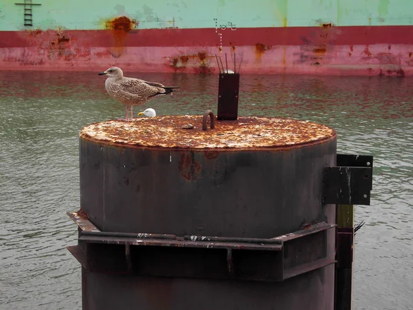 Martılar Hollanda ile liman