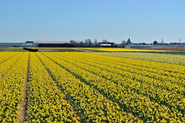 Nergis alanları bahar Hollanda