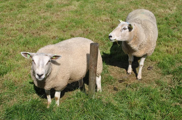 Koyunları Hollanda'da bir çayırda