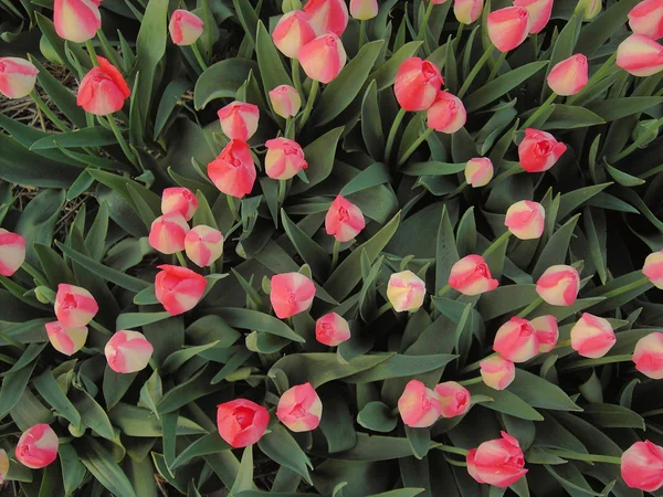 Lale Hollanda'nın bahar alanlarında