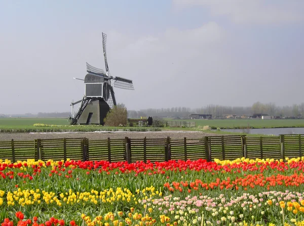 Campo de tulipas com um moinho na Holanda — Fotografia de Stock