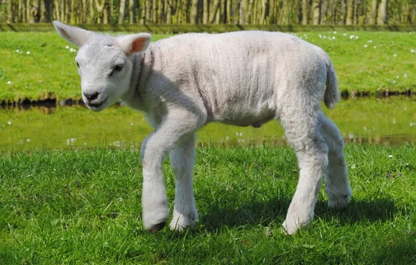 Agnello nei Paesi Bassi — Foto Stock