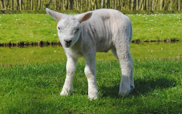 在荷兰的羔羊 — 图库照片