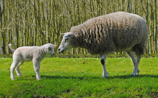 Sheeps in The Netherlands