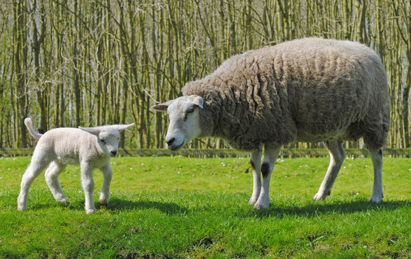 Sheeps in The Netherlands