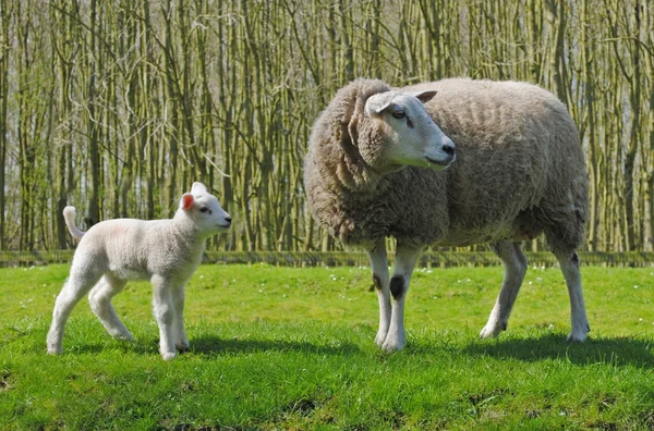 Πρόβατα στις Κάτω χώρες — Φωτογραφία Αρχείου