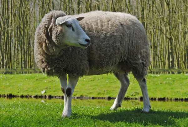 Sheeps in Nederland — Stockfoto