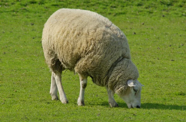 Πρόβατα στις Κάτω χώρες — Φωτογραφία Αρχείου