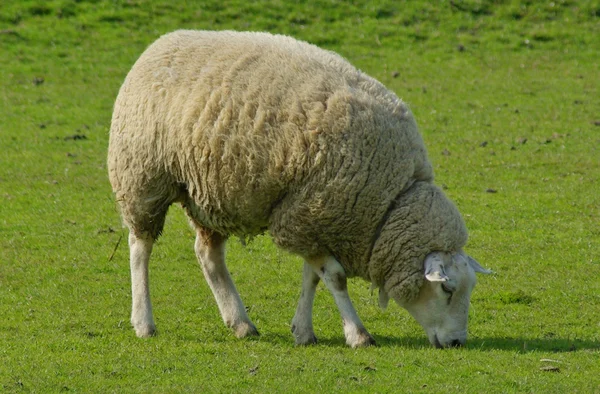 オランダの羊 — ストック写真