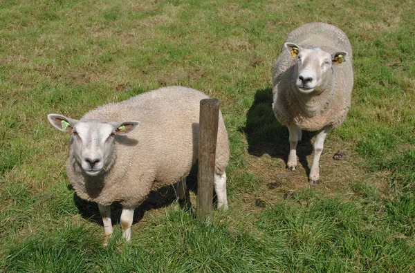 Sheeps in een weide in Nederland — Stockfoto