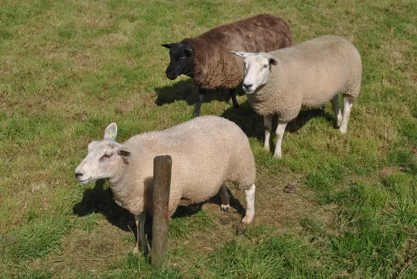 Koyunları Hollanda'da bir çayırda