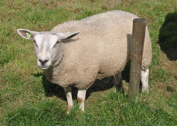 Schapen in een weide in Nederland — Stockfoto