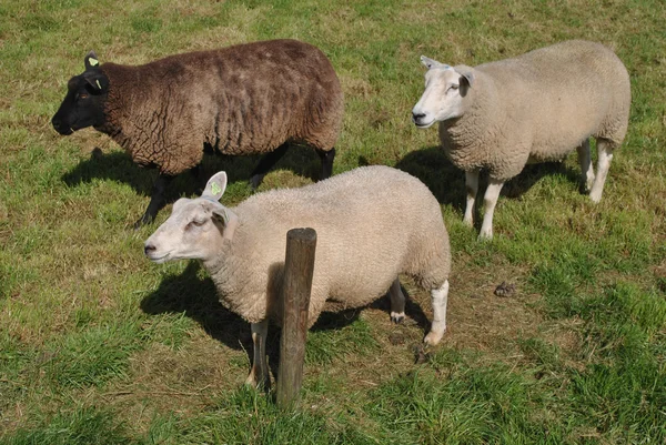 Koyunları Hollanda'da bir çayırda